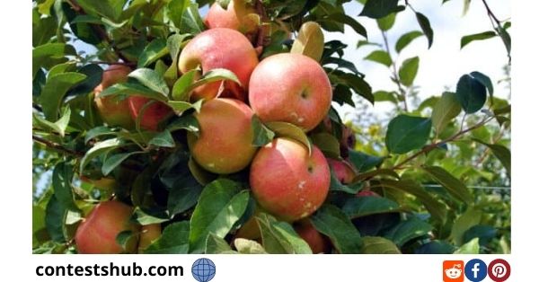 Johnny Appleseed Organic Apple Tree Giveaway