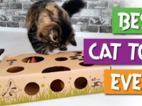 Cat Amazing Puzzle Feeders Giveaway